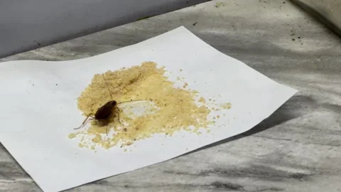 Cockroach Eats Toxic Bait Powder on White Paper Over Marble Countertop Stock Footage 334121148