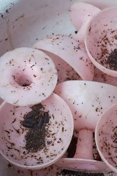 Cockroach eggs laid on plastic cups Stock Photos