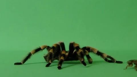 Cockroach Escaping Tarantula Spider On Green Screen Crawling Prey 1 Stock Footage 78321036