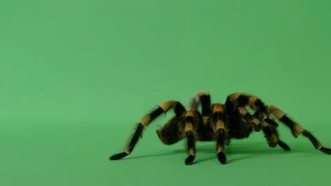 Cockroach Escaping Tarantula Spider On Green Screen Crawling Prey 2 Stock Footage 78321177