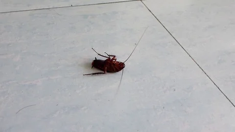 A cockroach fell on the ground and couldn't get up. Stock Footage 113405370