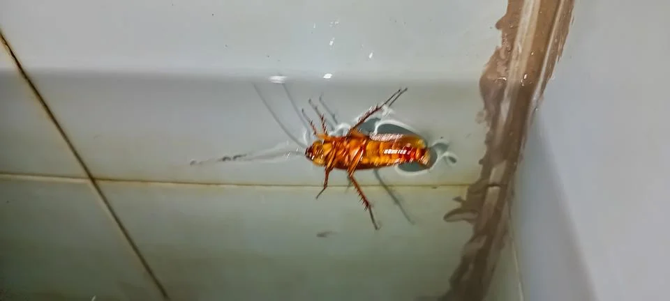 A cockroach floating on the surface of the water Stock-Fotos