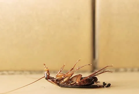 Cockroach On Floor Dying Stock Footage 10893553