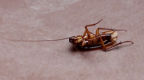 Cockroach On Floor Stock Footage
