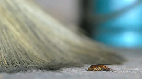 Cockroach on floor Stock Footage 35555539