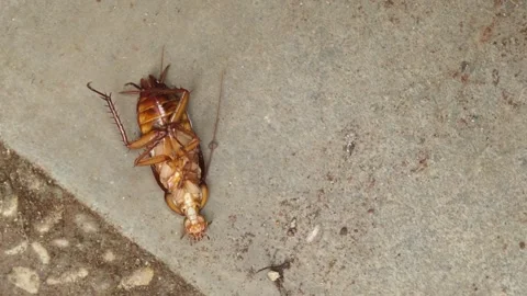 A cockroach on the floor Stock Footage 296151076
