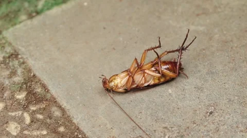 A cockroach on the floor Stock Footage 296151085
