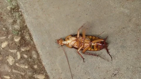 A cockroach on the floor Stock Footage 296151095