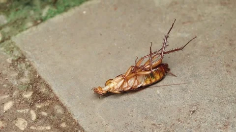 A cockroach on the floor Stock Footage 296151105