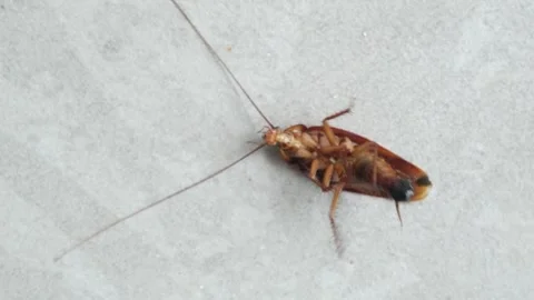 A cockroach on the floor was dying Stock Footage 296151084