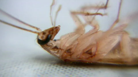 Cockroach Stock Footage 262979