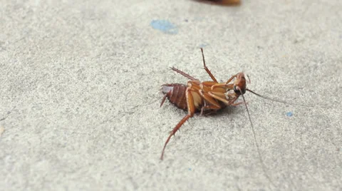 Cockroach Stock Footage 36480498