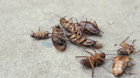 Cockroach Stock Footage 36480590