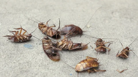 Cockroach Stock Footage 36481494