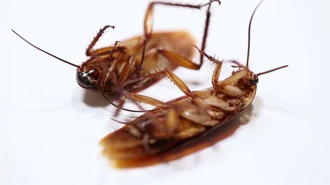 Cockroach Stock Footage 77328458