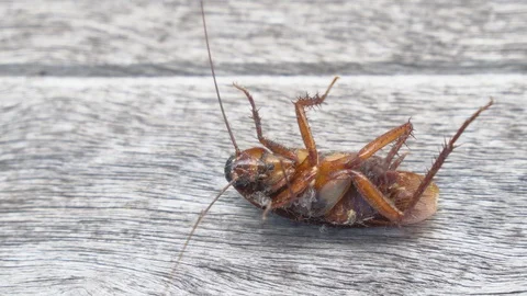 Cockroach Stock Footage 91620752
