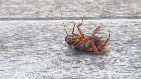 Cockroach Stock Footage 91620909