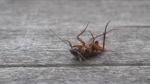 Cockroach Stock Footage 91621102