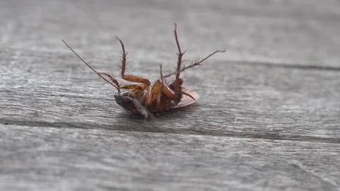 Cockroach Stock Footage 91621264
