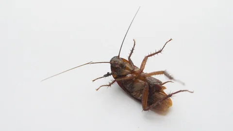 Cockroach Stock Footage 91621276
