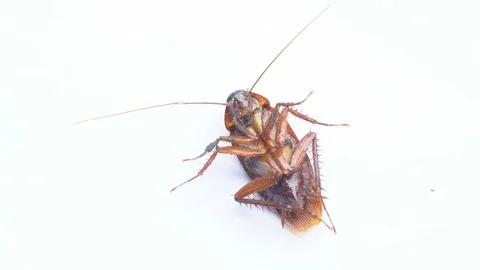 Cockroach Stock Footage 91621372