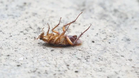 Cockroach Stock Footage 91621533