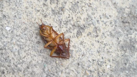 Cockroach Stock Footage 91621591