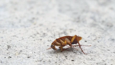 Cockroach Stock Footage 91621632