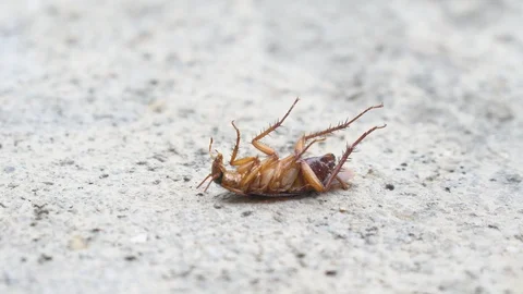 Cockroach Stock-Footage 91621662