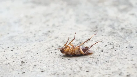 Cockroach Stock Footage 91621760