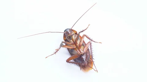Cockroach Stock Footage 91621791