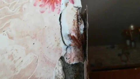 Cockroach. Stock Footage 133799772
