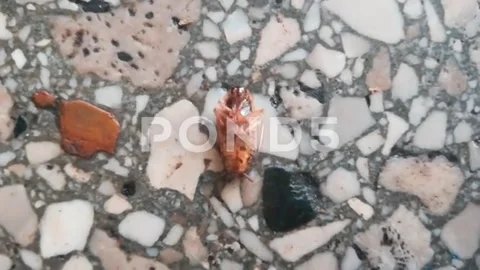 Cockroach Stock Footage 137569867