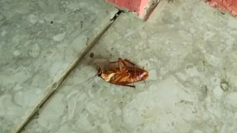 Cockroach Stock Footage 270447300