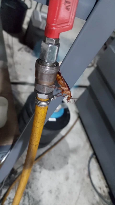 Cockroach Stock Footage 291848050