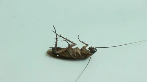 Cockroach Stock Footage 294946392