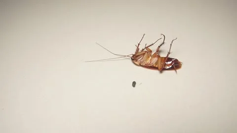 Cockroach Stock Footage 312688054