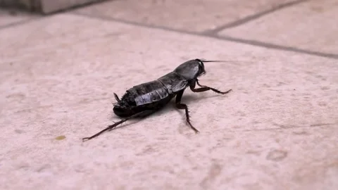 Cockroach Stock Footage 337181825