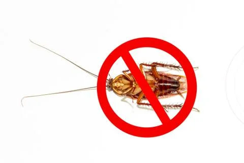 Cockroach Free Zone Stock Photos