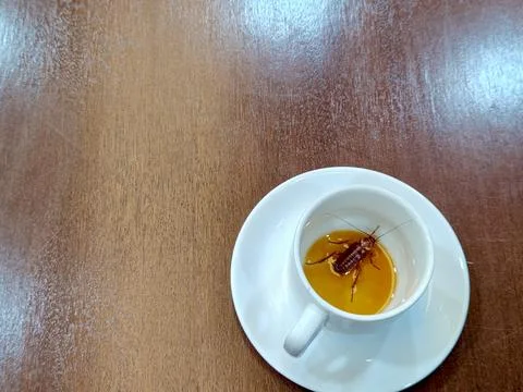 Cockroach in the glass. Stock-Fotos