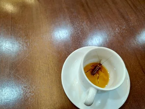 Cockroach in the glass. Stock Photos