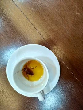 Cockroach in the glass. Stock-Fotos