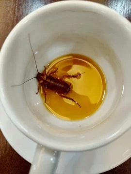 Cockroach in the glass. Stock Photos