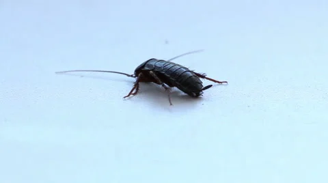 The cockroach goes out and stops Stock Footage 62302555