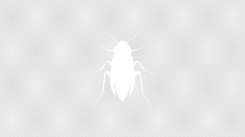 Cockroach graphic animation. Alpha channel. 4K resolution Stock Footage 263253771