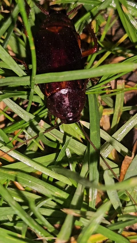 Cockroach on the grass Stock Footage 311777864