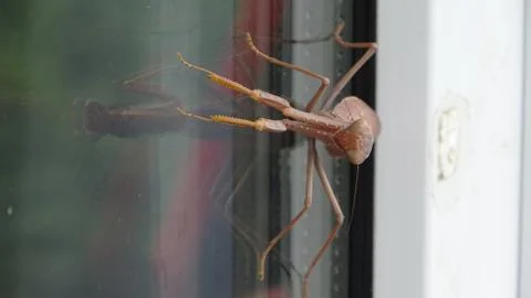 Cockroach great mantis Stock Photos