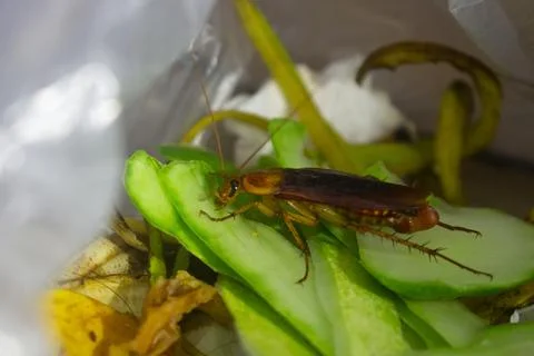 Cockroach on green kitchen scraps Stock Photos