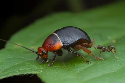 Cockroach on green leaf Stock Photos