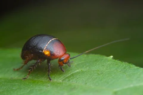 Cockroach on green leaf Stock Photos
